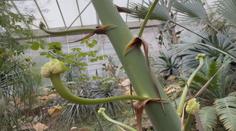 Botanická rarita v Teplicích. Návštěvníci zahrady mohou vidět vzácné květy agáve