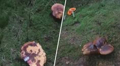 Houby, kam se podíváš. Video ukazuje místo, kde teď pořádně rostou
