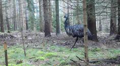V Českém Švýcarsku měli nečekaného turistu. Po lese se procházel emu