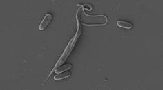 Český parazit má neobvyklý DNA kód. Je jako diktát nepozorného žáka, řekl biolog