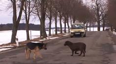 Psi hlídali mrtvého kamaráda. Jednoho to stálo život