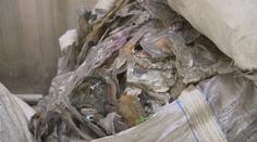 VIDEO: Dánsko klamalo o recyklaci plastů. 48 000 tun se spálilo v Asii!