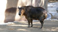 Případ z brněnské zoo má pokračování. Muž se za napadení takina omluvil