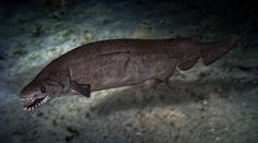 Rybáři ulovili žraloka starého 80 milionů let. Má 300 zubů! FOTO