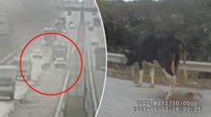 Kráva vyskočila za jízdy z kamionu na dálnici. Řidiči byli v šoku
