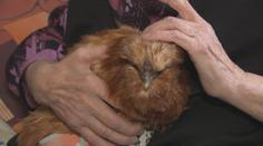 Terapeuty vystřídala drůbež. V Mlékovicích pomáhá seniorům