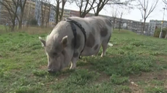 S prasetem v posteli! Reportáž o šedesátikilové Lili a její paničce musíte vidět
