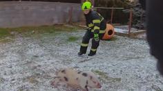Záběry jako z grotesky. Odchyt selátek dal hasičům pořádně zabrat