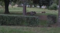 Divoká prasata se přemnožila a běžně chodí do parků ve městech! VIDEO