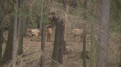Zvířata ze zoo pořád běhají venku! Utekla při vichřici Eberhard