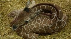 První mládě roku 2016! Brněnská zoo se pochlubila malou žirafou