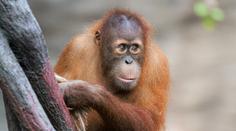 Tragická nehoda v pražské zoo. Při hře zahynul pětiletý orangutan