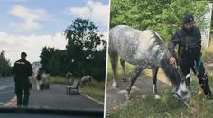 VIDEO: Cestující překvapil kůň. Na zastávce čekal na autobus