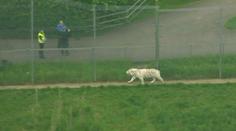 Ošetřovatelku v zoo zabil tygr. Dostal se za ní do výběhu! VIDEO