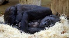 Gorilí mládě v pražské zoo je kluk! Vyberte pro něj jméno!