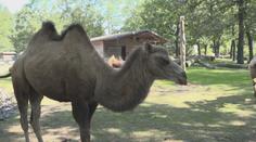 Zoo v Saské Kamenici není největší, přesto tam míří návštěvníci i z Česka