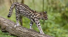 Vědci objevili nový druh kočky. Vypadá jako leopard, rodina ji měla jako mazlíčka