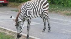 Exotický návštěvník: Po slovenském sídlišti se promenádovala zebra