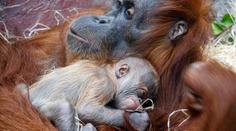 Pražská zoo má vzácný přírůstek. Narodilo se tam orangutaní mládě