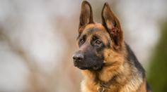 Policista nechal psa Axela zavřeného v autě. Ovčák ve vedrech zemřel