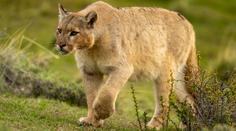 Na Sokolovsku utekla z výběhu puma. Pátrali po ní více než 24 hodin