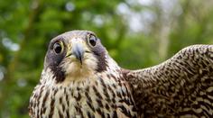 Sokoli přišli o mláďata kvůli dronům. Ochranáři je teď možná zakážou