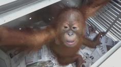 VIDEO: Muž v Indonésii se pokusil propašovat zdrogovaného orangutana