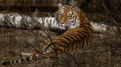 Moravská zoo přišla o tygřici Raju. Byla krásná, říkají návštěvníci
