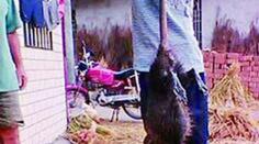 Vesnici terorizoval GIGANTICKÝ POTKAN! Měřil metr a vážil 5 kilo