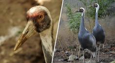Ze zoo v Brně se ztratil exotický pták. Ošetřovatelé prosí o pomoc