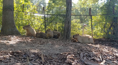 V brněnské zoo se narodilo pět kapybar. Roztomilí hlodavci se už předvádí ve výběhu