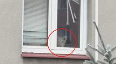 Šok na Příbramsku! Z okna bytu na sídlišti vykukoval mladý lev