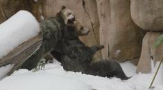 Medvědi v zoo dostali zimní nadílku. Ve výběhu řádili jako v rodném Wyomingu