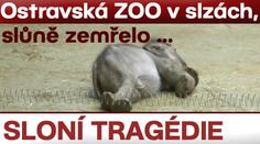 TRAGÉDIE! SLŮNĚ Z OSTRAVSKÉ ZOO ZEMŘELO!