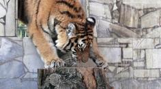 Pražská zoo dramaticky zdraží vstup. Kolik stojí další zoo v ČR? PŘEHLED