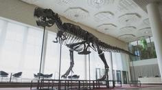 V Curychu vydražili kostru tyranosaura Rexe. Kupce vyšla na 115 milionů korun