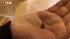 Rekordní miniatura: Košík z třešňové pecky