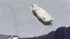 VIDEO: Záběry jako z grotesky. Policisté naháněli uprchlé prase