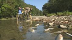 Komise zjistila pochybení při šetření otravy Bečvy. Zpráva je zpolitizovaná, řekl Brabec