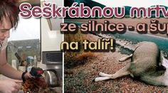 Seškrábnou mrtvolku ze silnice - a šup s ní na talíř!