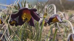 Botanici z Ústí chtějí ochránit ohrožené koniklece. Zavřou je proto do klecí