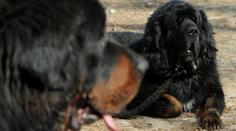 Dogy utekly majitelce a napadly seniora a pošťačku. Policisté jednu zastřelili