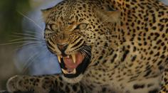 VIDEO: Zuřivý LEOPARD napadl vesničany!