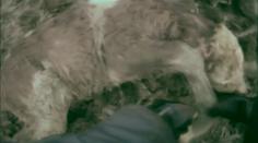 Hrdinní policisté! Takhle bojovali o život malého telátka. VIDEO