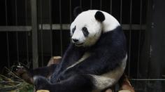 Vykutálená panda! Předstírala těhotenství, aby měla víc pamlsků!