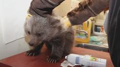 Zoo v Hluboké nad Vltavou už zná pohlaví medvíďat. Brzy je uvidí i návštěvníci