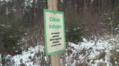 Lesníci bojují proti krádežím stromků. Přibývají zákazy vstupů
