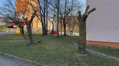 Obyvatelé Litvínova zachraňují letité sakury. Pokácet je mají kvůli plynovodu