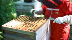 Francie zakázala pesticidy kvůli smrti včel. V Česku se užívat smí