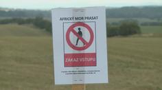 V lesích se šíří africký mor prasat. Nechoďte do nich, žádají veterináři